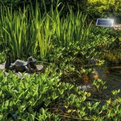 Gargouille Grenouille + Pompe Solaire D’étang 8 Watts D’eau étang Esotec 101650 -Promos Pompe Boutique 28040736 3